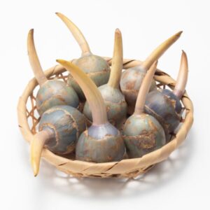 くわいとは？気になる主成分は？