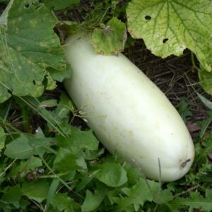 桂うりとは？豊富な栄養素について