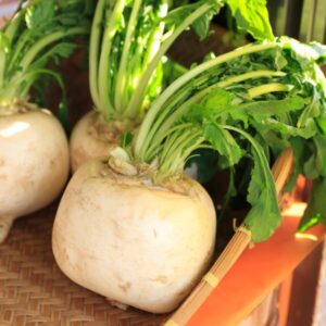 聖護院かぶとは？漬物として利用される理由