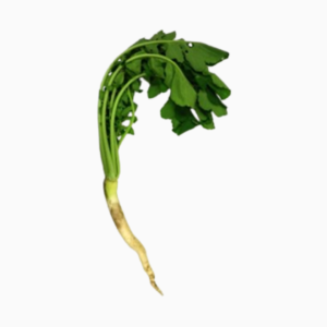 青味だいこんとは？豊富な栄養素と効果について