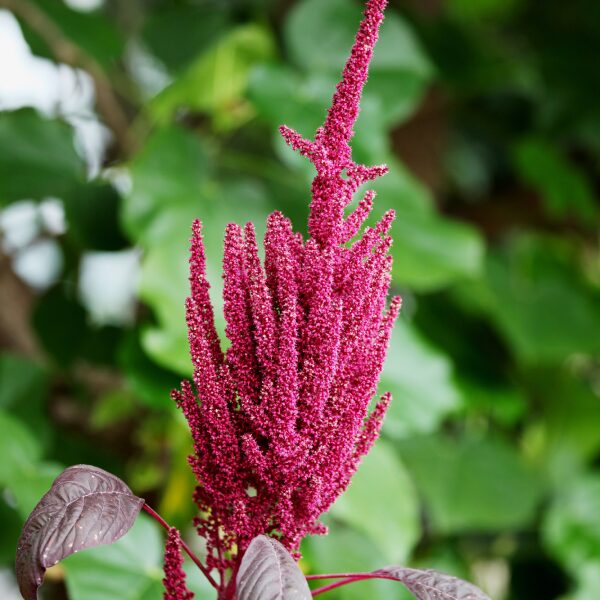 アラマンサスの花