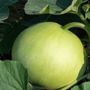 かんぴょう（ユウガオ）とは？栄養素と効果について