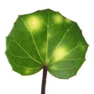 つわぶきとは？栄養素と効果について