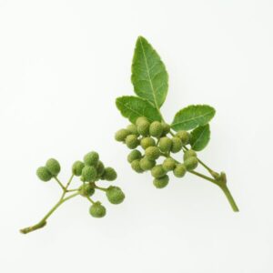 山椒の栄養素と効果について