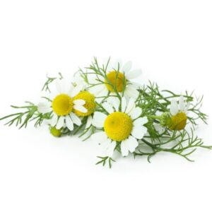 カモミールとは？効果と栄養素について
