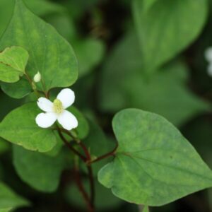 ドクダミとは？効果と栄養素について