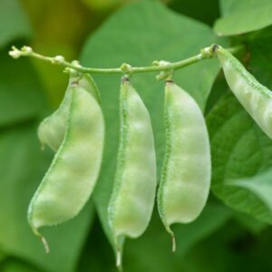 ふじまめとは？栄養素と効果について