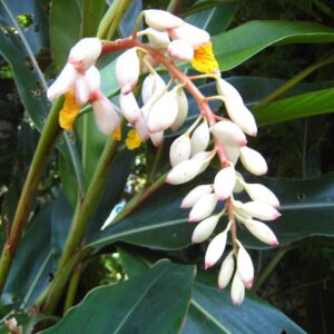 ゲットウ（月桃）とは？効果と栄養素について