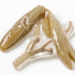 じゅんさいとは？栄養素と効果について