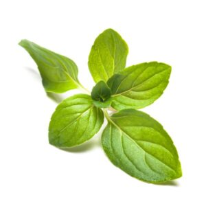 ペパーミントとは？効果や栄養素について