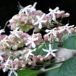 クサギとは？効果と栄養素について