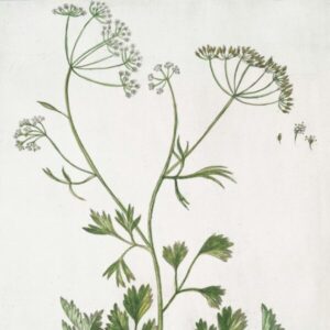 アニスとは？効果について