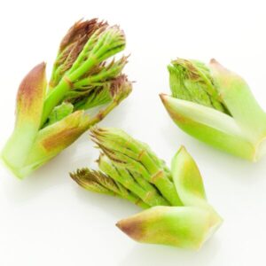 タラの芽とは？効果と栄養素について