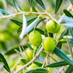 オリーブとは？効果と栄養素について