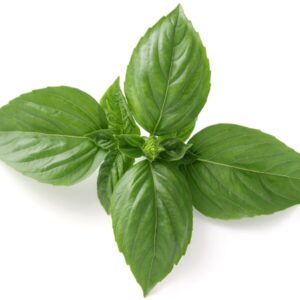 バジルとは？効果と栄養素について