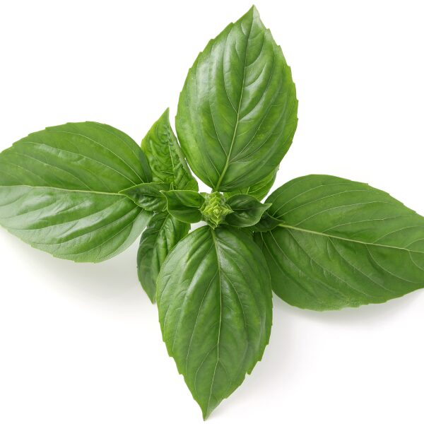 バジル