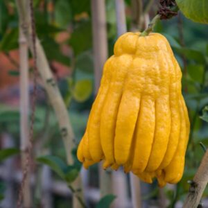 仏手柑とは？効果と栄養素について