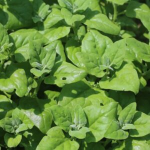 つるなとは？効果と栄養素について