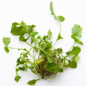 なずなとは？効果と栄養素について